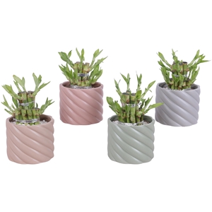 Lucky Bamboo Shape Round 2S Ø11cm Ceramic SE661