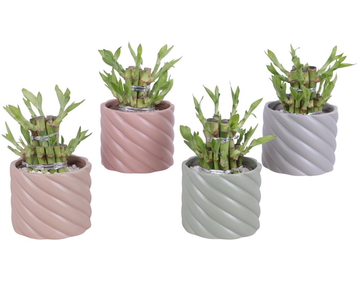 <h4>Lucky Bamboo Shape Round 2S Ø11cm Ceramic SE661</h4>