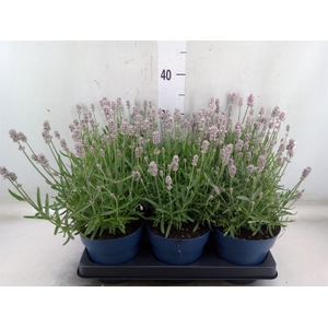 Lavandula angus. 'Felice lght Pink'