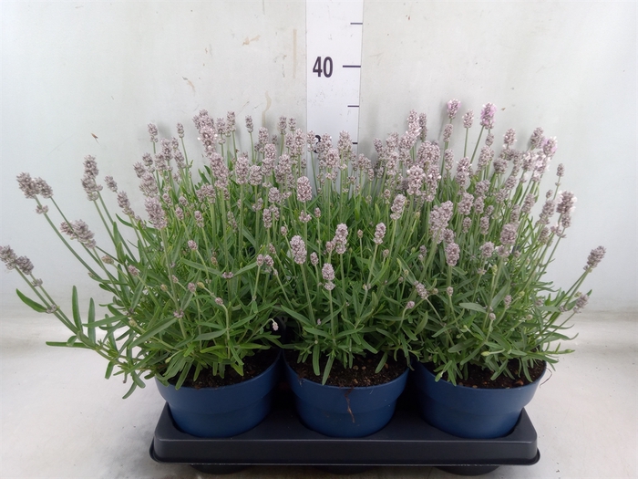 <h4>Lavandula angus. 'Felice lght Pink'</h4>