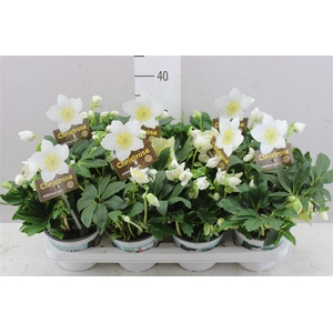 Helleborus Ni Hgc Jasper 40+