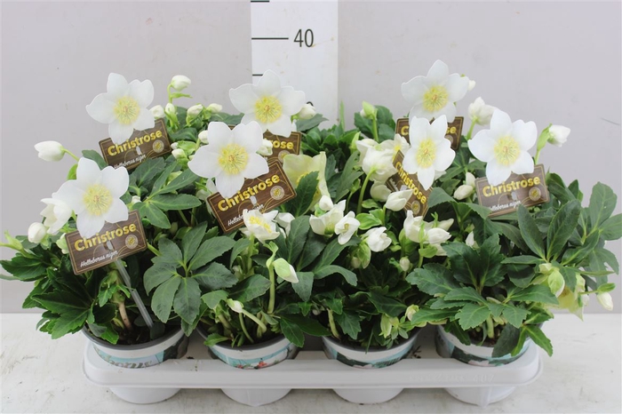 <h4>Helleborus Ni Hgc Jasper 40+</h4>