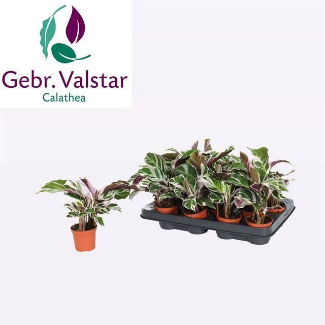 arr8 Calat Fusion White