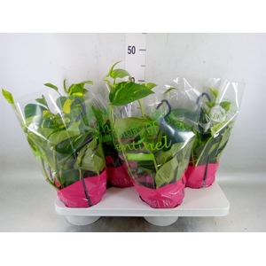 Epipremnum pinn.   HG