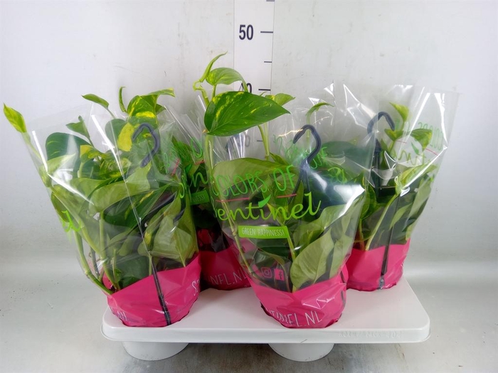 <h4>Epipremnum pinn.   HG</h4>