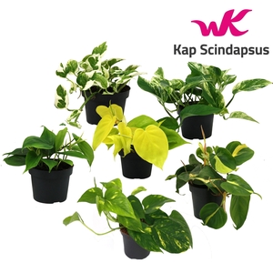 Mix Scindapsus (Epipremnum) / Philodendron gemengd