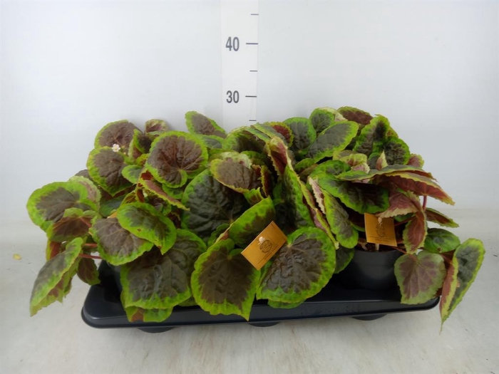 <h4>Planten ... L%</h4>