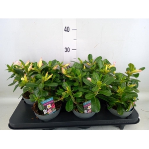 Adenium obesum 'Pinkstar'