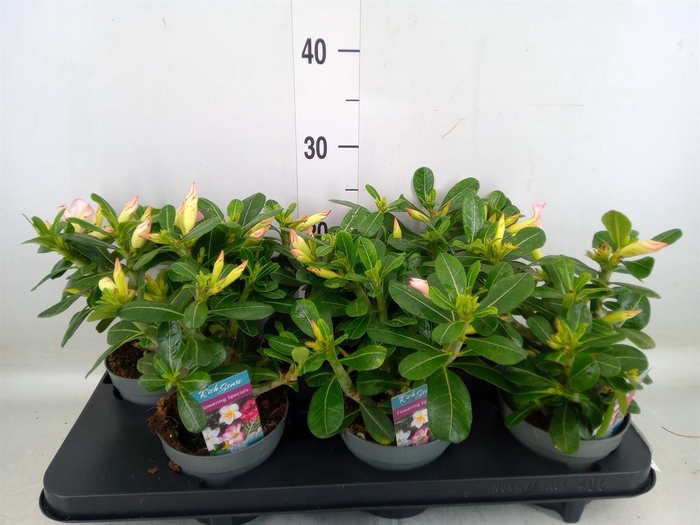 <h4>Adenium obesum 'Pinkstar'</h4>