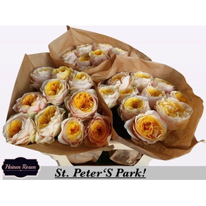 R GR ST PETERS PARK!