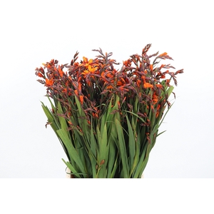 Crocosmia Mckenzie