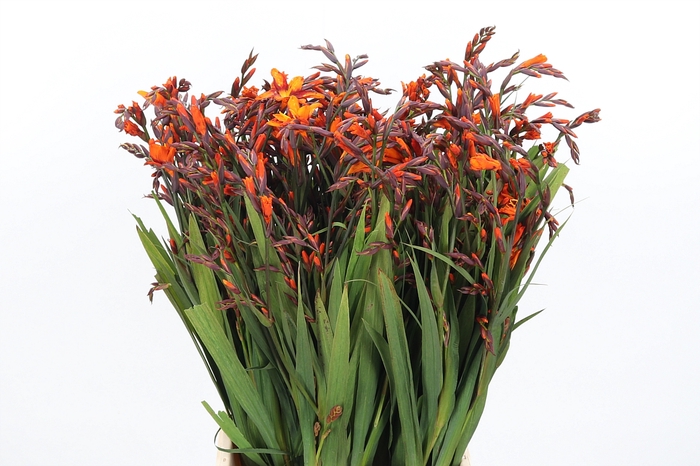 <h4>Crocosmia Mckenzie</h4>