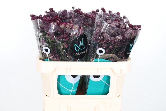 <h4>Astr Star Of Love</h4>