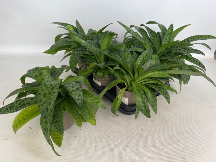 <h4>DRIMIOPSIS MACULATA</h4>