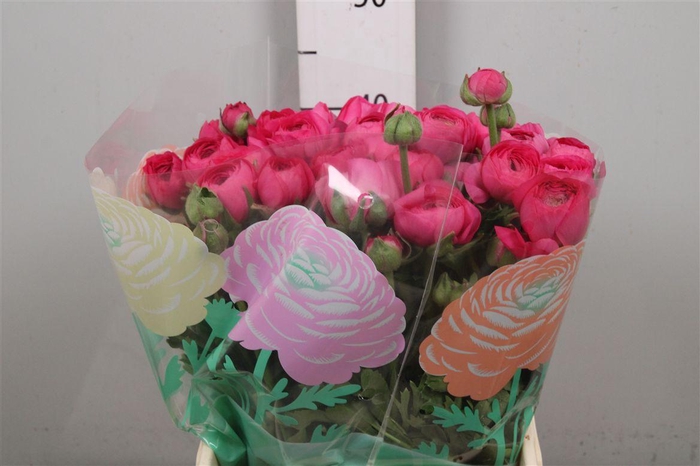 <h4>Ran Thom Bonbon</h4>