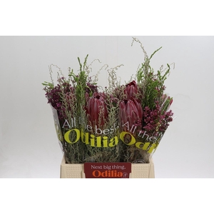 BQ Protea Sharon SFB