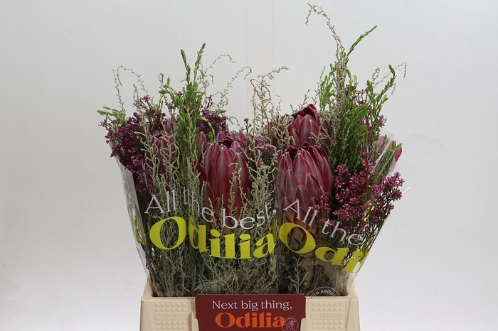 <h4>BQ Protea Sharon SFB</h4>