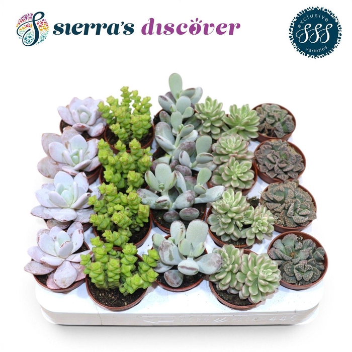 <h4>Discover® - Barcelona Succulents Mix (Exclusive)</h4>