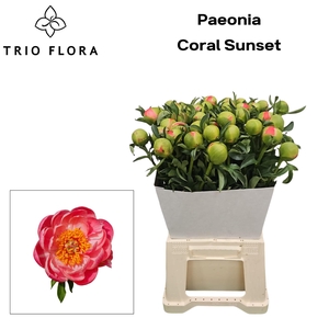 Paeonia 'Coral Sunset' Kraag