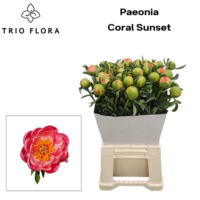 <h4>Paeonia 'Coral Sunset' Kraag</h4>