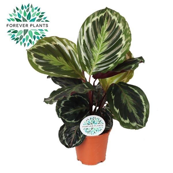 <h4>Calathea 'Medallion'</h4>