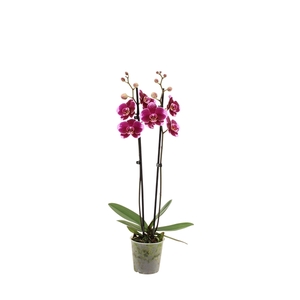 Phal Faction 2T16+