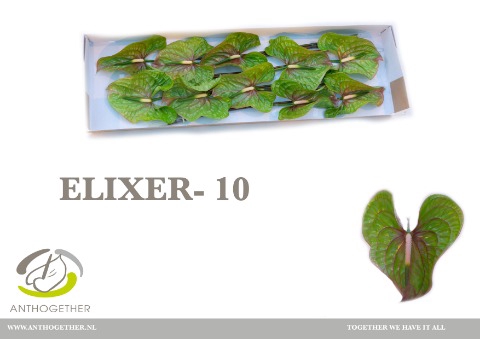 Anthurium Elixer