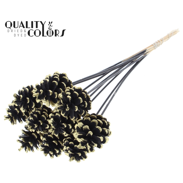 <h4>Pine cone 5-7cm on stem Black + Gold Tipped</h4>