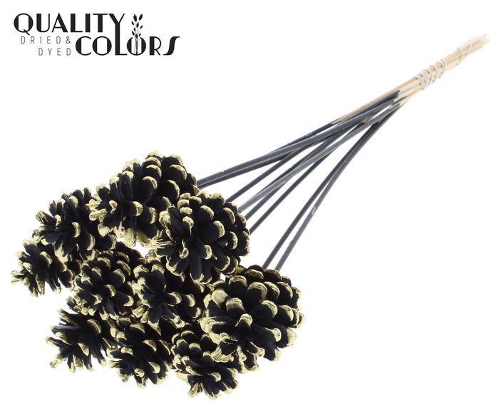 Pine cone 5-7cm on stem Black + Gold Tipped