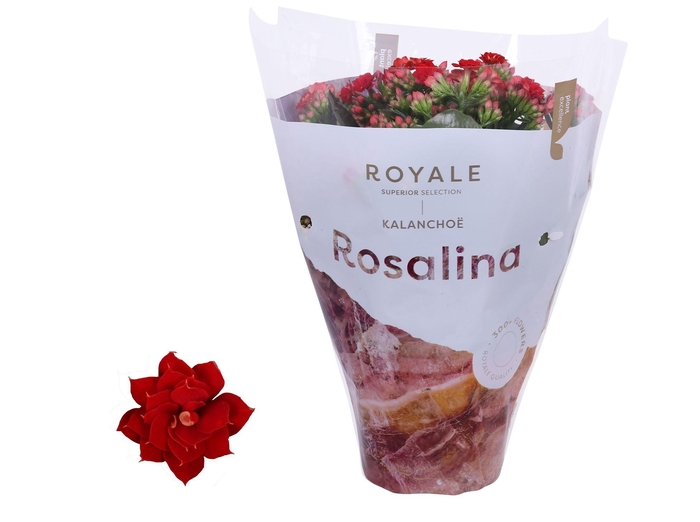 <h4>Kalanchoe Rosalina 12cm Royale Justino rood</h4>