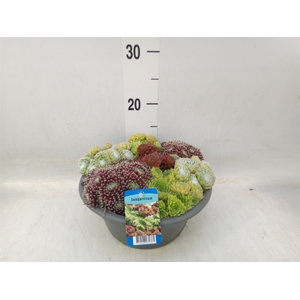 Sempervivum   ...