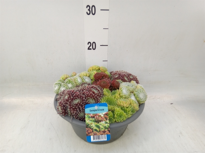 <h4>Sempervivum   ...</h4>