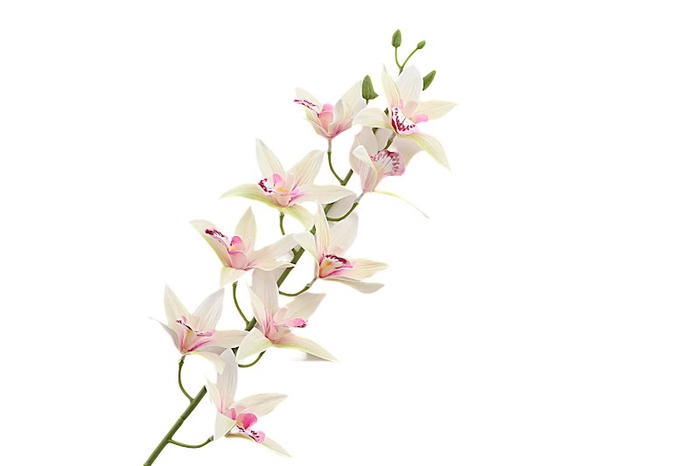 <h4>Cymbidium Pink Light</h4>