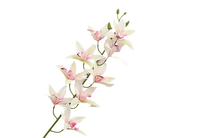 Cymbidium Pink Light