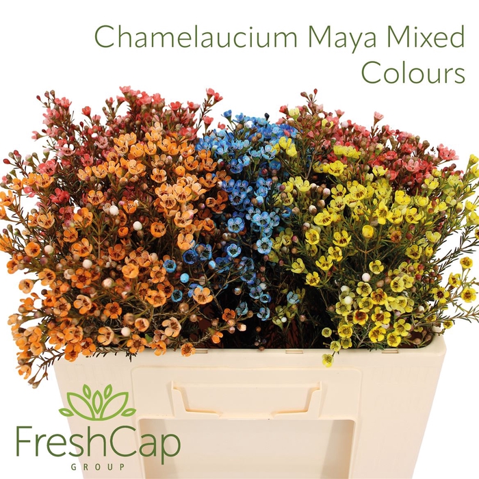 <h4>Chamelaucium Maya Mixed Colours</h4>