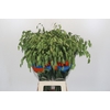 Chasmanthium latifolium 'Mantis'