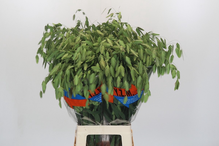 <h4>Chasmanthium latifolium 'Mantis'</h4>