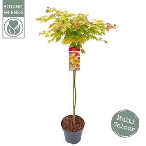 Acer shir. 'Moonrise' C14 halfstam