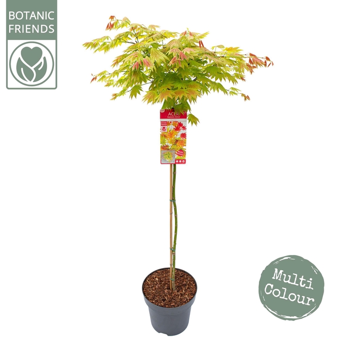 <h4>Acer shir. 'Moonrise' C14 halfstam</h4>