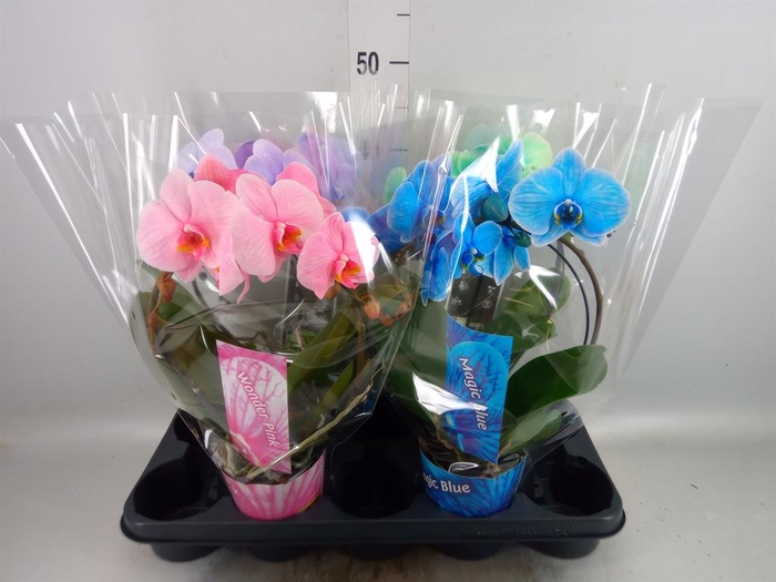 <h4>Phalaenopsis   ...</h4>