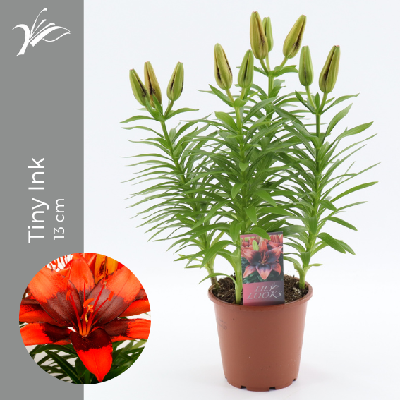 <h4>Lilium Tiny Ink 13 cm (az. lelie)</h4>