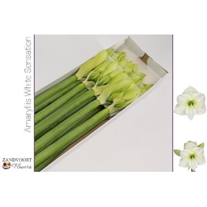 HIPP GA WH SENSATION#