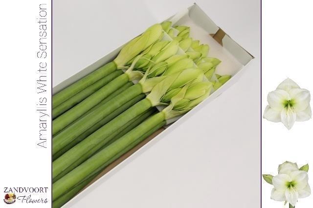 <h4>HIPP GA WH SENSATION#</h4>