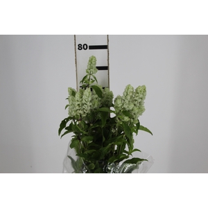 CAMARAO VERDE 050 CM