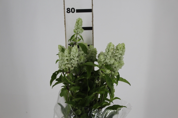 <h4>CAMARAO VERDE 050 CM</h4>