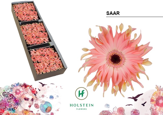 <h4>Gerbera Pasta Saar Doos</h4>
