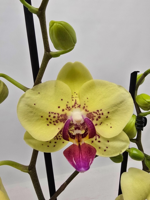 <h4>Limited 10 week 9</h4>