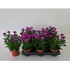 Aster Nb Ov Lila