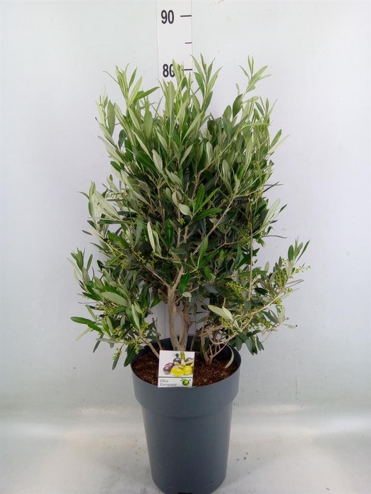 <h4>Olea europaea</h4>