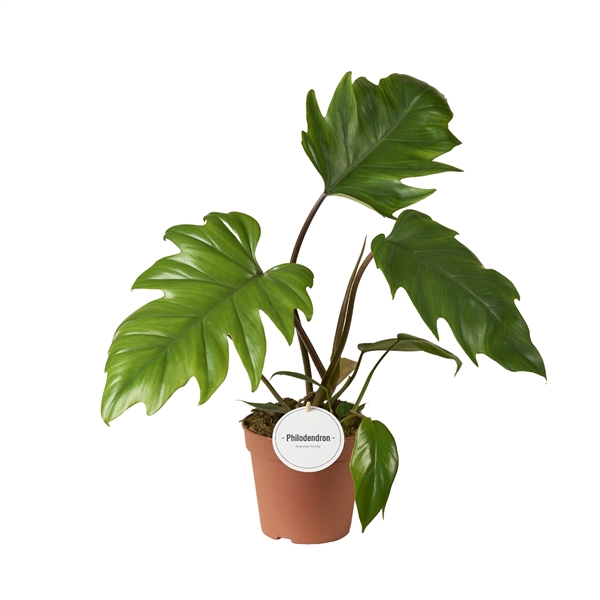 <h4>Philodendron Mayoi</h4>